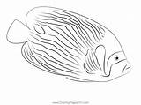 Emperor Angelfish Pomacanthus Imperator Coloring Page For Kids  Free sketch template