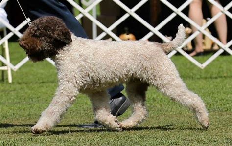 Lagotto Breeders