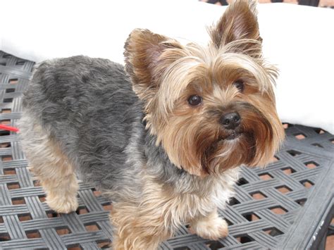 yorkie haircuts pictures image search results - Quoteko.com | Yorkie ...