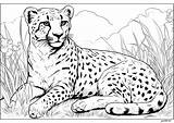 Realistic Coloring Pages sketch template