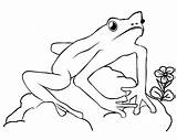 Frogs For Preschoolers Coloring Pages  Cool sketch template
