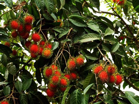 Hanging on. | Nephelium lappaceum - Rambutan The fruit is a … | Flickr