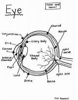Eye  Printable Coloring Page Educational & Teaching Resource sketch template