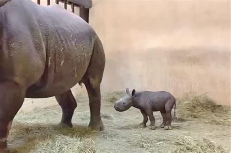 Surprise! Adorable Baby Black Rhino Born to Kansas Zoo