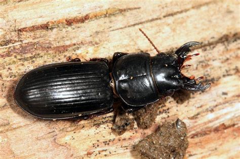 Big Headed Ground Beetle: Identification, Life Cycle, Facts & Pictures