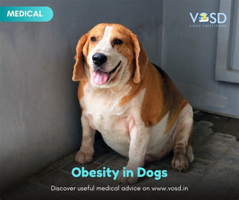 Obesity in Dogs: Symptoms, Causes and What to Do About It - VOSD