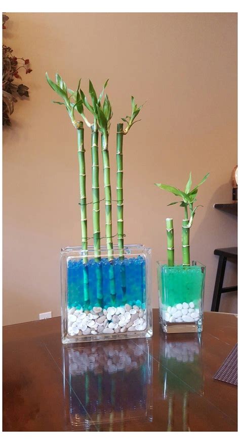 Indoor Bamboo Plant Watering / How To Water Bamboo 9 Steps With Pictures Wikihow / The water ...