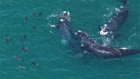 Southern Right Whale – "OCEAN TREASURES" Memorial Library