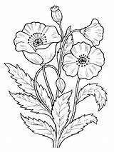 Poppies Coloring Pages  Best For Kids sketch template