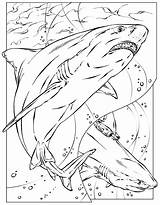 Free Shark Coloring Pages To Print  Printable Sheets sketch template