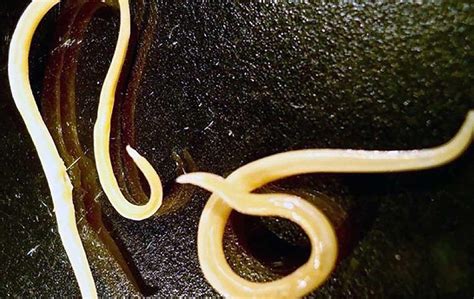 Worms frozen in permafrost for 42,000 years have come back to life and are eating - SlashGear