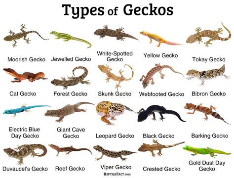 Cute reptiles, Reptiles pet, Gecko