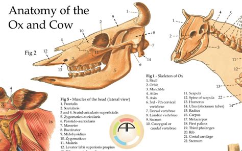 Cow Ox Anatomy Poster