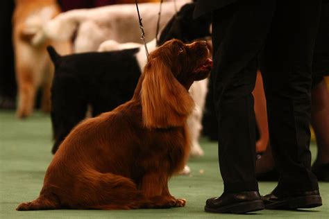 Sussex spaniel, Spaniel, Dog show