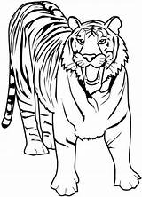 Tiger Coloring Pages  Free Printable For Kids sketch template