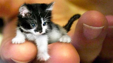 THE SMALLEST CATS In The World - Cat Empire