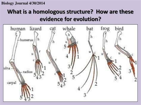 PPT - What is a homologous structure? How are these evidence for ...