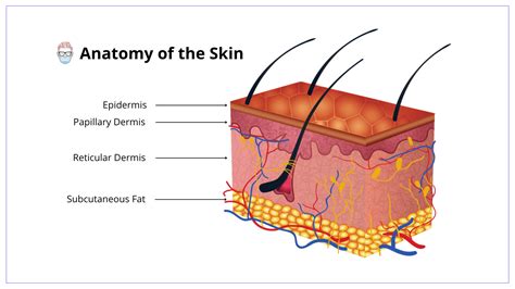 Human Skin Cell Epidermis Anatomy Parts Of The Body Transparent Images