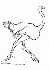 Coloring Pages  Free Ostrich Page For Kids sketch template