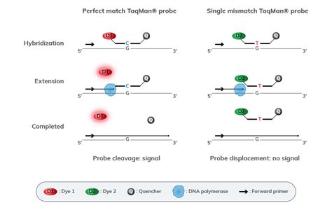 Genotyping - Azure Biosystems