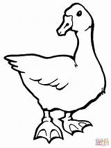 Goose coloring page  Free Printable Coloring Pages sketch template