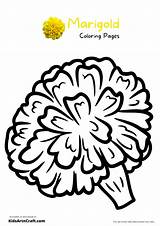 Marigold Coloring Pages For Kids – Free Printables  Art & Craft sketch template
