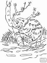 Beaver Dam Coloring Page Sketch sketch template