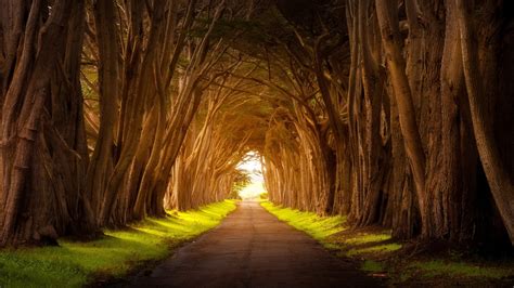 1920x1080 Resolution Tree-Lined Empty Road 1080P Laptop Full HD Wallpaper - Wallpapers Den