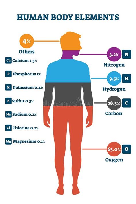 Human Body Elements, Vector Illustration Infographic Stock Vector - Illustration of diagram ...