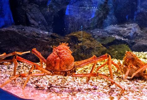 China Zhuhai Hengqin Chimelong Ocean Kingdom Fish Tank Japanese Spider ...