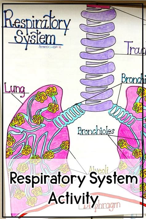 Respiratory System Activity | Respiratory system activities, Respiratory system, Human body systems