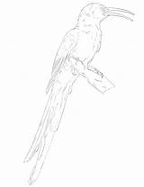 Printable Hoopoe Coloring Page  Free Pages For Kids sketch template