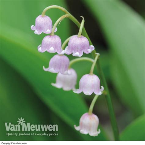 Lily of the Valley (Pink) | Van Meuwen