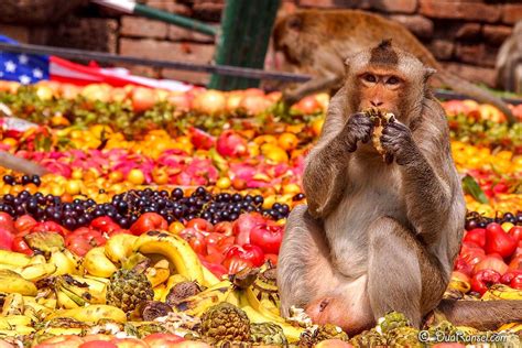 This Thailand Festival Is All About Monkeys Feasting At An All-You-Can ...