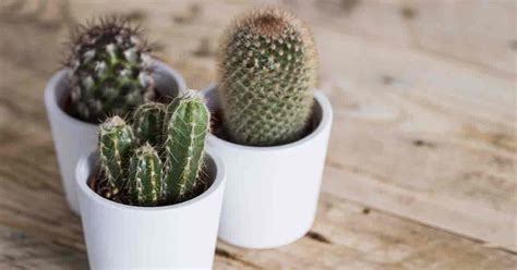 Everything About Wood: Cactus Potting Soil: How To Make The Best Soil For Succulents