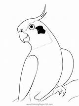 Cute Cockatiel Bird Coloring Page For Kids  Free Parrots Printable sketch template
