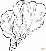 Lettuce coloring Page  Free Printable Coloring Pages sketch template