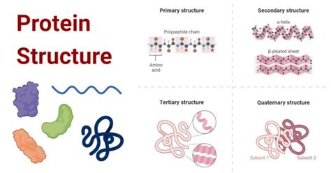 Types of Protein Structure with Diagrams