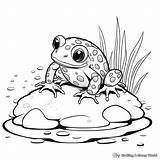 Frog Dart Poison Kleurplaat Frogs Ranas Colorear Kikkers Rane  sketch template