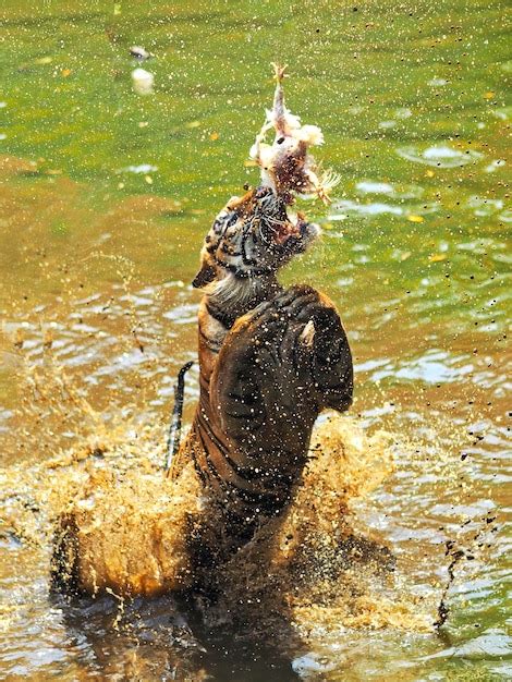 Premium Photo | Tiger jumping on water