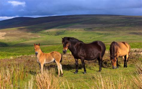 How Are Ponies and Horses Different? | Wonderopolis