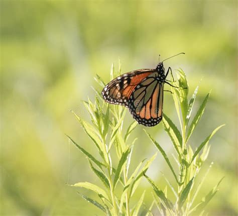 A Side View of a Monarch Butterfly on Green Plant Stock Image - Image ...