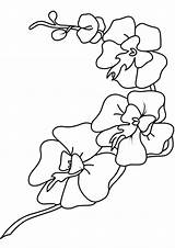 Coloring Pages  Free Printable orchid coloring pages sketch template