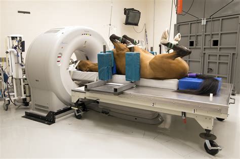 Imaging | Cornell University College of Veterinary Medicine