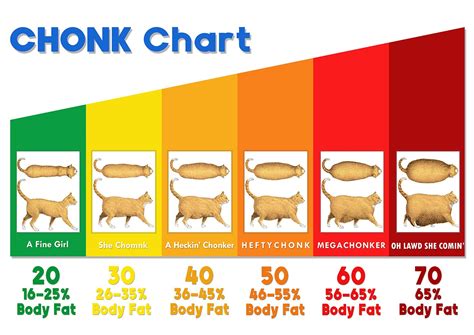 The Chonk Chart female Cat Weight Gain Poster Veterinary Wall Art Funny ...