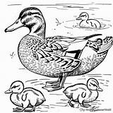 Mallard Duck Coloring Pages  Free & Printable sketch template