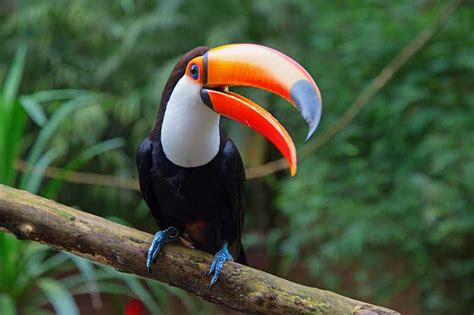 Why Are Toucans’ Beaks So Big? | Bird Spot