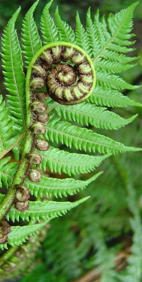 How To Grow Nz Fern | Home and Garden Reference