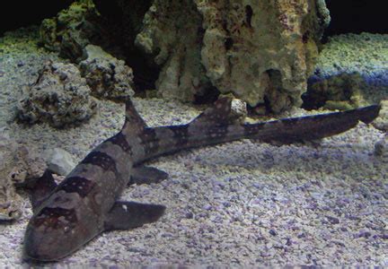 Bamboo Shark - Fishes