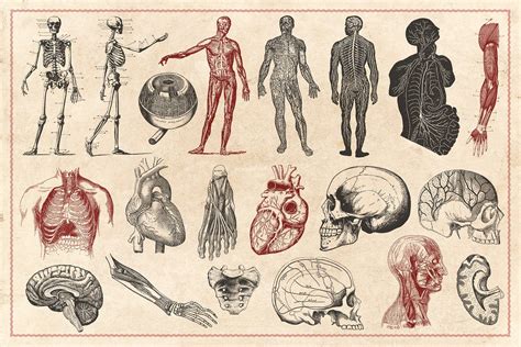 100 Vintage Anatomy Vectors | Graphic illustration, Brain illustration ...